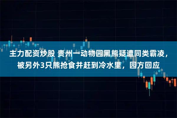 主力配资炒股 贵州一动物园黑熊疑遭同类霸凌，被另外3只熊抢食并赶到冷水里，园方回应