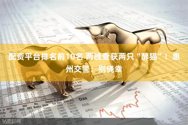 配资平台排名前10名 两晚查获两只“醉猫”！惠州交警：别侥幸